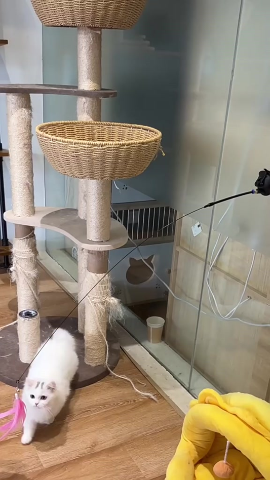 Brinquedo Varinha Gato Passaro Com Ventosa Fixa No Chao