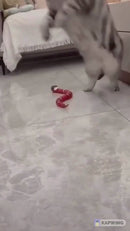 Cobra Inteligente Interativa para Gatos Recarregável
